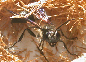 Isodontia mexicana